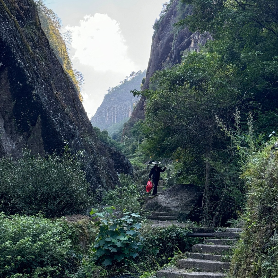 Уи Шань - утесный улун